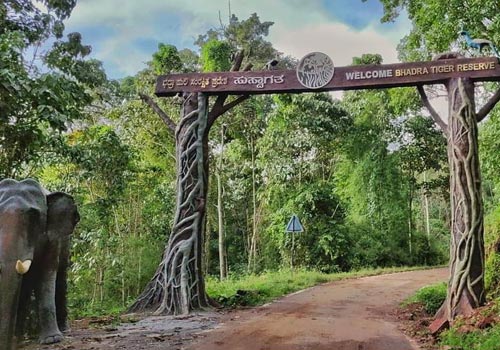 Stag Life Chickmagalore